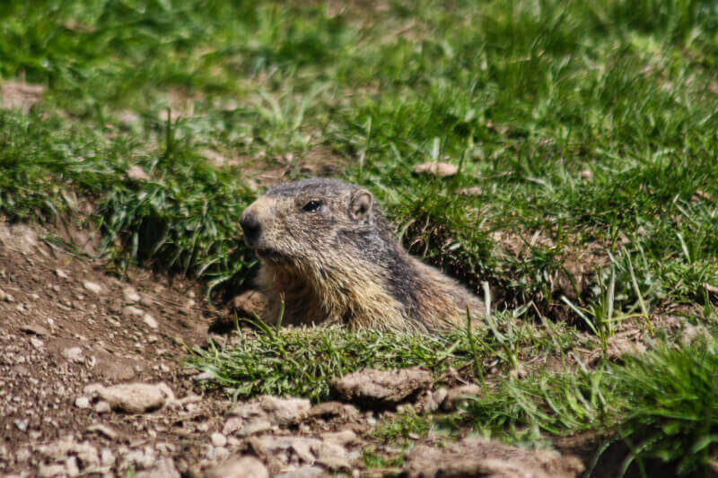 Fotografia-Naturalistica-Marmotta